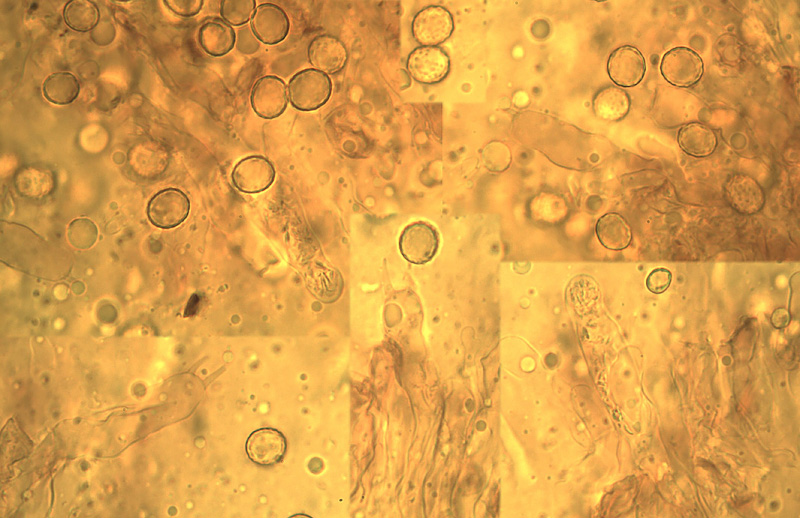 Gloeohypochnicium analogum